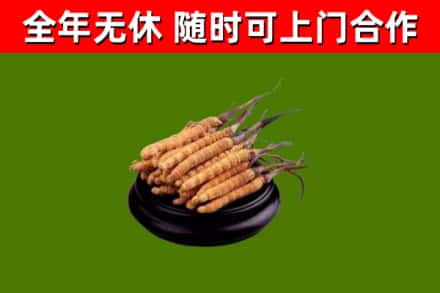 铁门关市回收散虫草