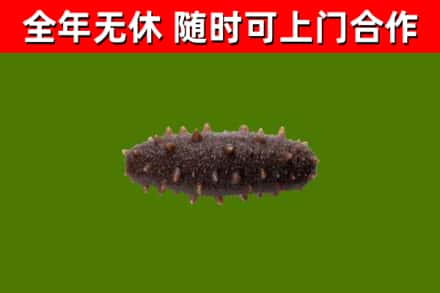铁门关市回收海参干